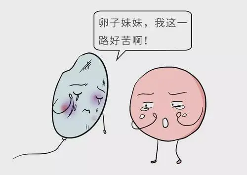 43岁做试管婴儿成功率高不高？可以做试管吗？