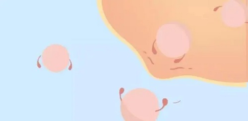 10个鲜胚养囊胚能养活几个？培养成囊胚的成功率是多少？