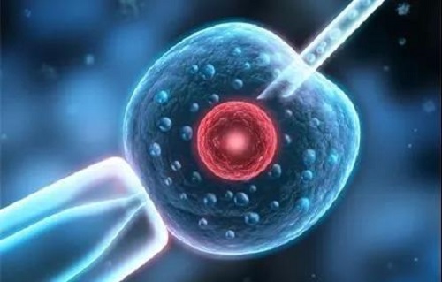 试管备孕期间，哪些食物有助于卵泡健康？