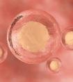 体外培养三天的2细胞和3细胞胚胎质量是不是都很差？