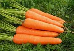 老年人吃什么有营养