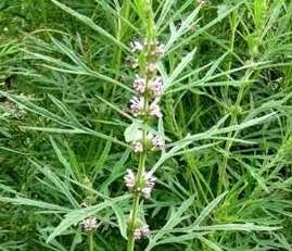 月经不调推迟喝什么好？效果不错的还是它