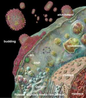 阿比多尔可以预防流感吗?双管齐下才能更好地预防和治疗