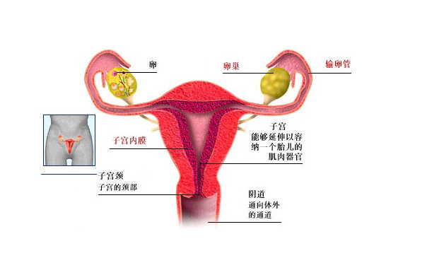 去天津助孕机构做一次试管花费多少钱？附明细解析