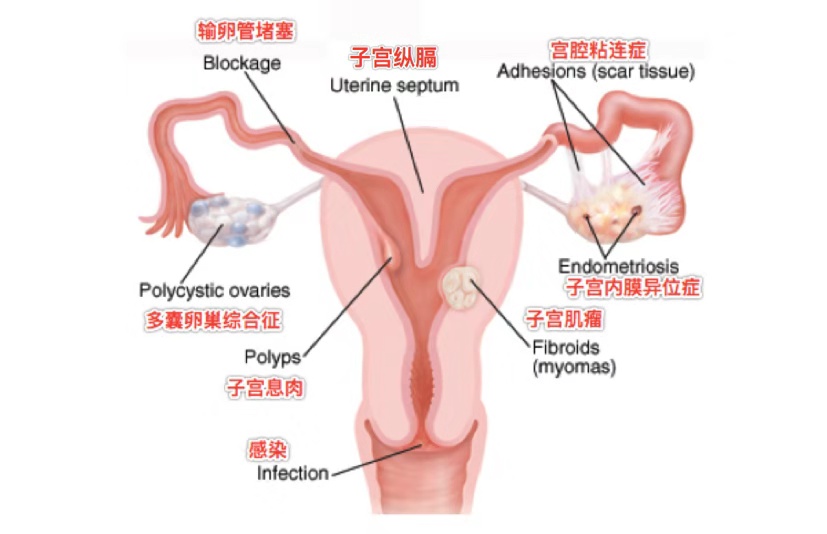 大连助孕机构精选，助力不孕家庭新未来！