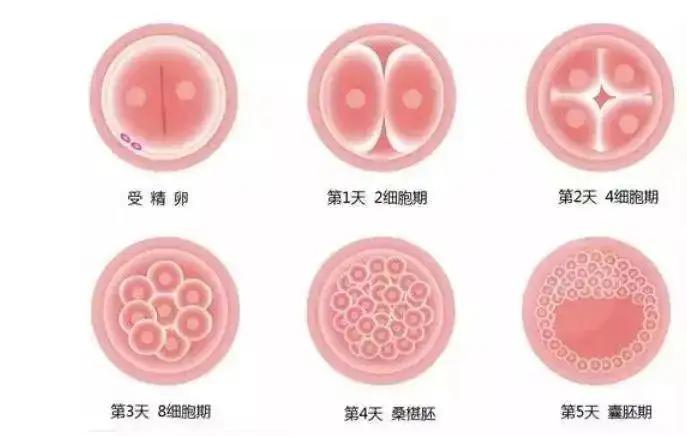 怎么知道自己的胚胎质量是好还是不好？