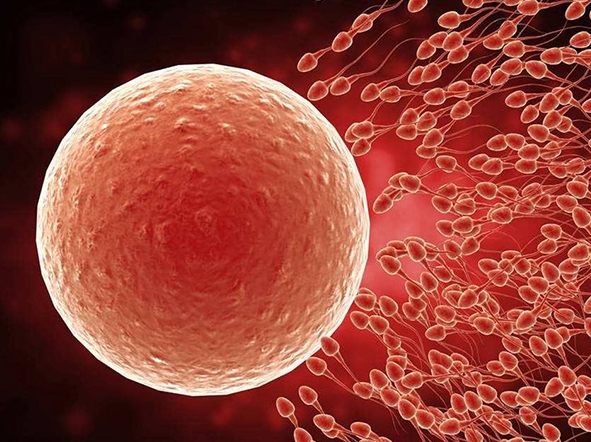 内膜厚度14.4做试管婴儿移植的成功率是多少?