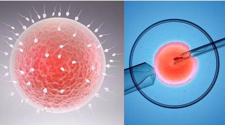 做试管婴儿鲜胚移植打达必佳有什么用?