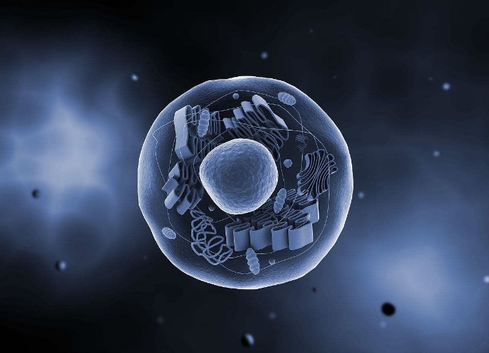 试管婴儿经期检查的项目有哪些？