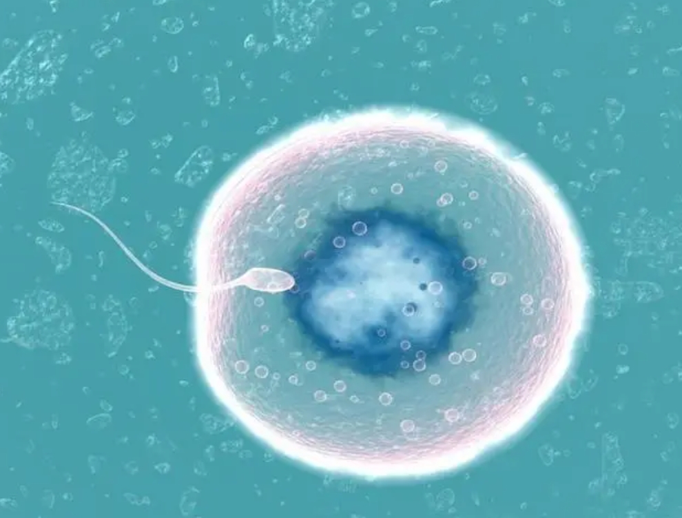 单角子宫做试管婴儿会增加宫外孕的风险吗？