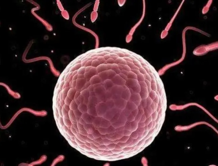 做试管期间为什么会出现谷丙转氨酶升高的情况？