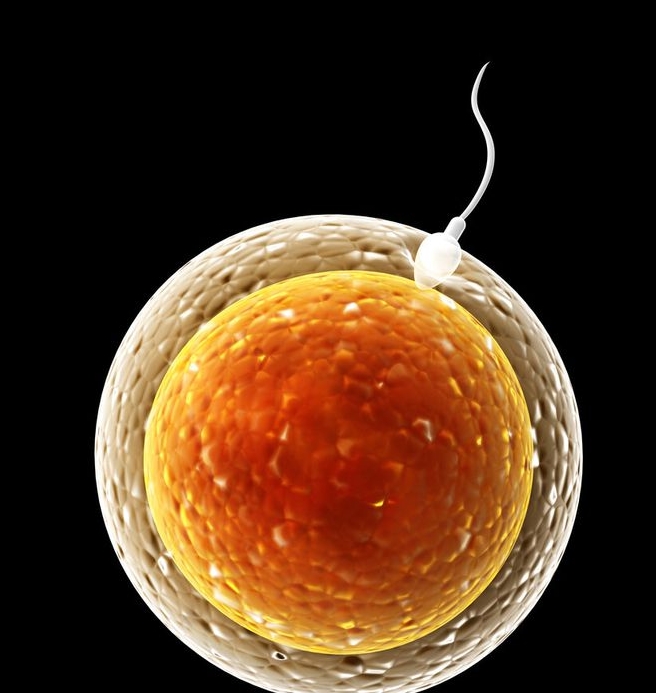 冻囊胚的解冻过程会对胚胎造成损伤吗?