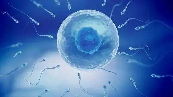 有输卵管增粗的问题做试管会导致宫外孕吗?