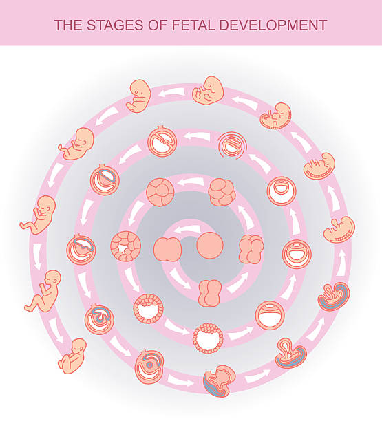 子宫腺肌病 做泰国试管婴儿多少钱？