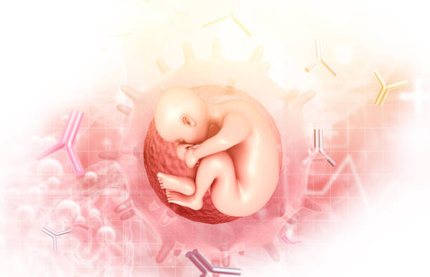 子宫偏小做试管婴儿多少钱？