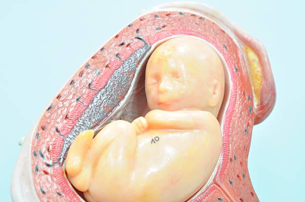 子宫息肉做试管婴儿费用是多少？