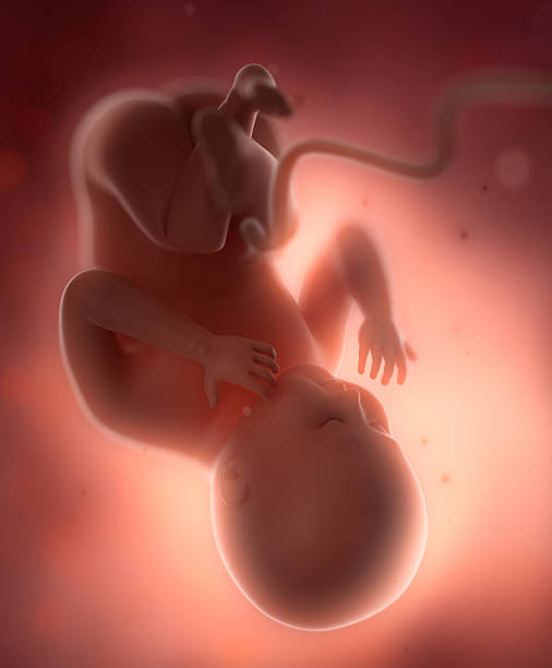 子宫腺肌症做三代试管费用是多少？