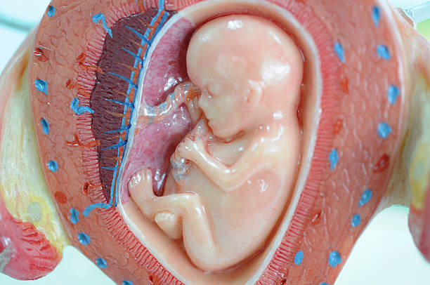子宫肌腺症做试管婴儿价格是多少？