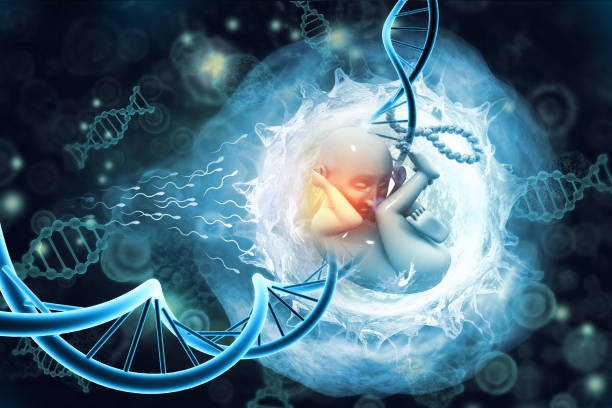 双角子宫需要做泰国试管婴儿吗？