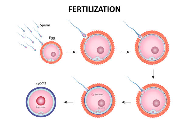 无精子症可以去做三代试管婴儿吗？