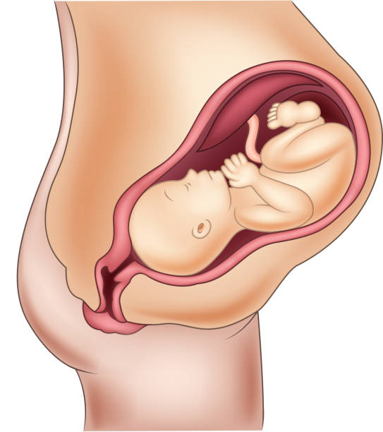 子宫肌瘤做试管婴儿价格是多少？