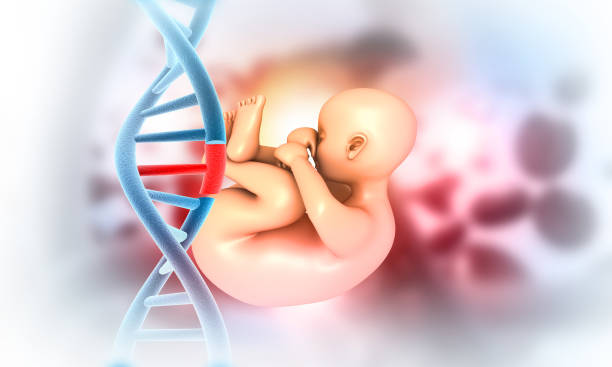 三角子宫做第三代试管怎么做？