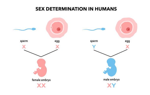 血友病可以做三代试管婴儿吗？