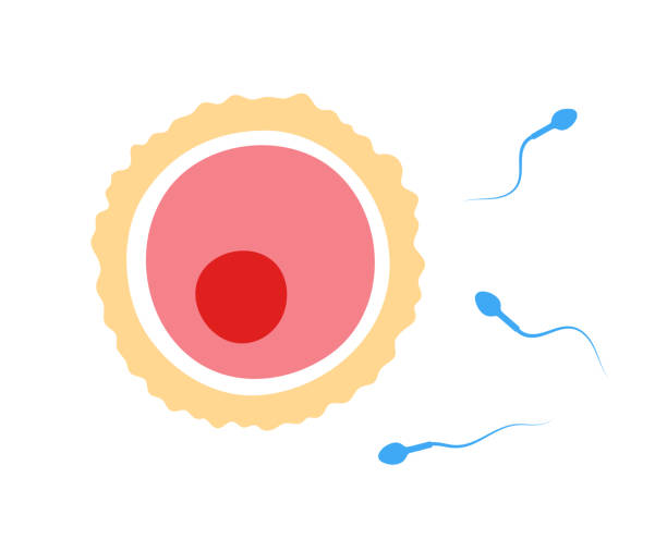三角子宫在哪里做试管婴儿？