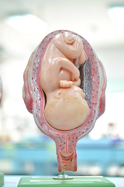 子宫内膜薄做第三代试管流程是什么样的？