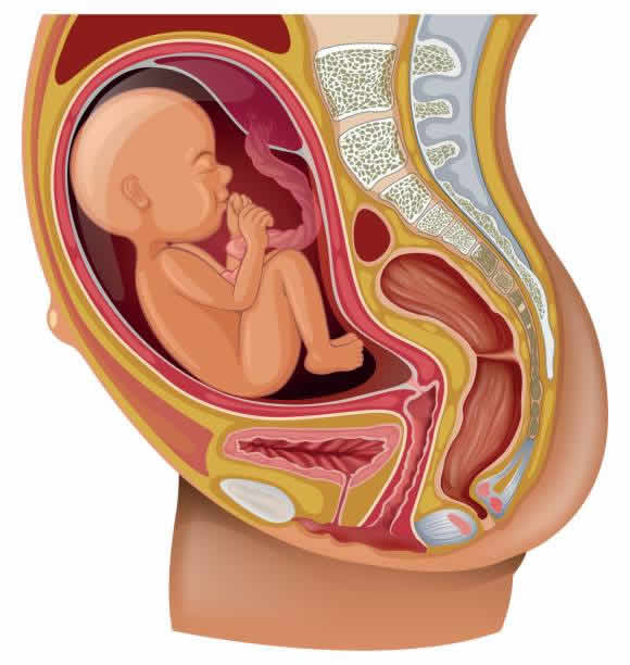 三角子宫，又称纵隔子宫，是一种较为罕见的子宫畸形。这种子宫在胚胎发育过程中，由于中线组织发育异常，导致子宫底部形成纵隔，从而形成三个腔室。那么，患有三角子宫的女性能否进行第三代试管婴儿技术呢？下面我们就来详细探讨一下。