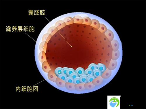 深圳北大医院试管三代成功率