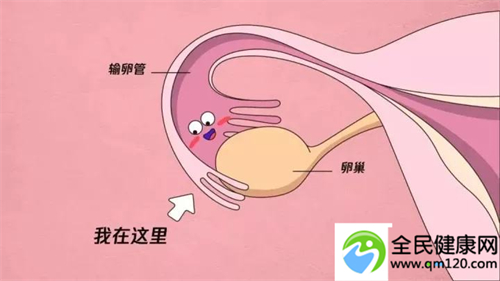 上海国妇婴三代试管成功率