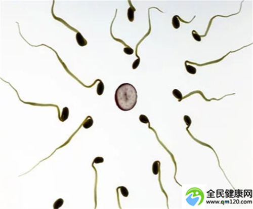同性试管，拉拉试管交流群