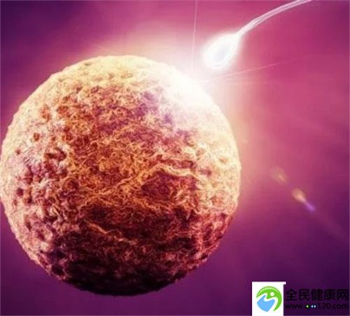 拉拉试管婴儿，拉拉想做做试管
