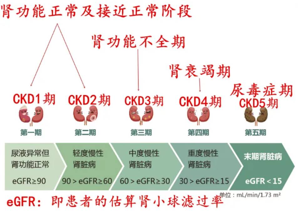 多个临床研究证实，干细胞疗法治疗肾脏疾病安全有效