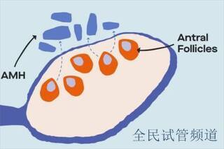 详解：上海一二三代试管婴儿技术的不同！