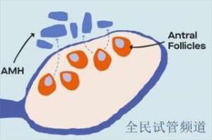泰国试管医院哪家强，知名医院大比拼