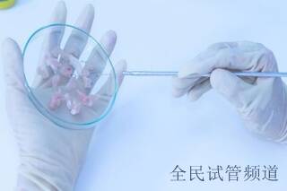 宫腔有粘连能做试管吗?