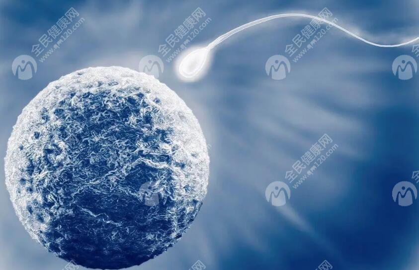 医生建议先移植鲜胚是因为成功率高吗?