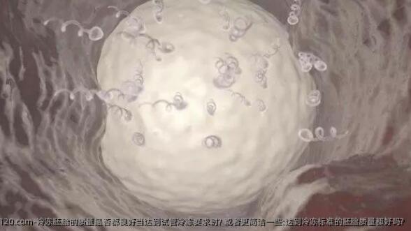 冷冻胚胎的质量是否都良好当达到试管冷冻要求时? 或者更简洁一些:达到冷冻标准的胚胎质量都好吗?
