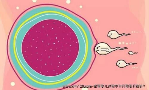 试管婴儿过程中为何需要打夜针？