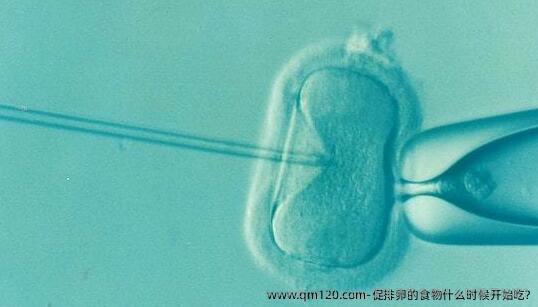 促排卵的食物什么时候开始吃?