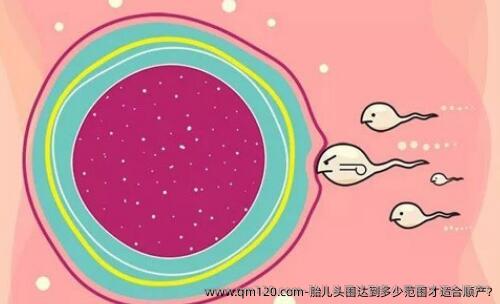 胎儿头围达到多少范围才适合顺产?