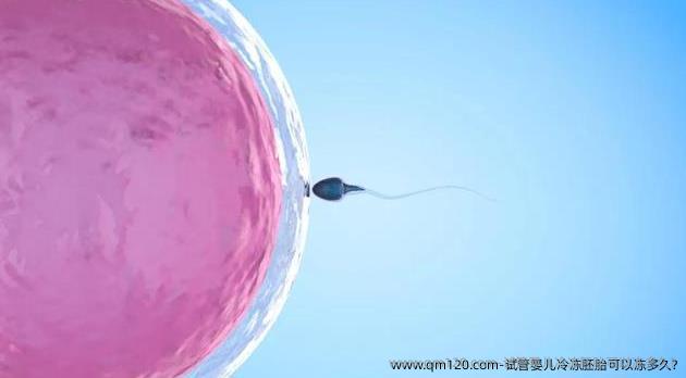 试管婴儿冷冻胚胎可以冻多久?
