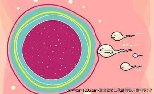 泰国做第三代试管婴儿费用多少?