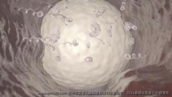 扬州试管婴儿医院最新排行全新出炉！2024最新试管婴儿价格速览