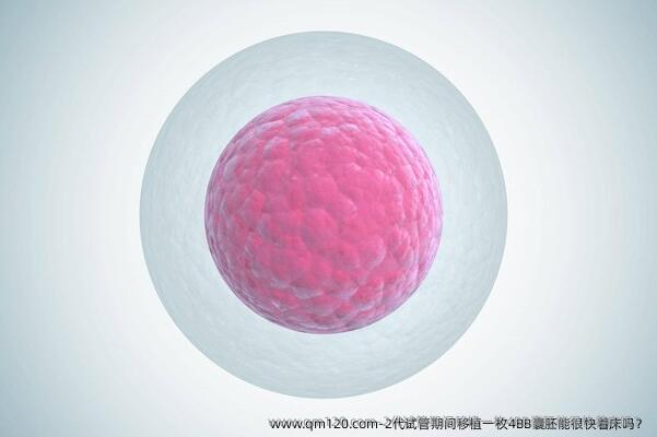 2代试管期间移植一枚4BB囊胚能很快着床吗？