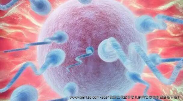 2024泰国三代试管婴儿的真实成功率到底高不高？