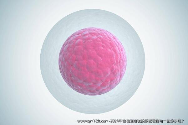 2024年泰国生殖医院做试管费用一般多少钱？