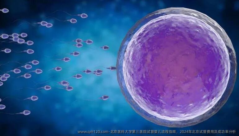 北京医科大学第三医院试管婴儿流程指南，2024年北京试管费用及成功率分析